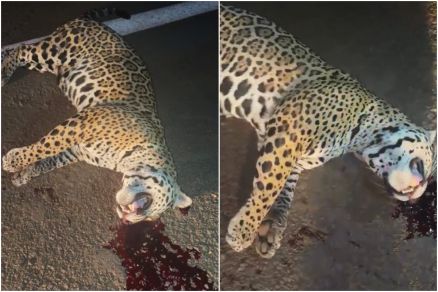 Onça-pintada é encontrada morta em rodovia de Mato Grosso